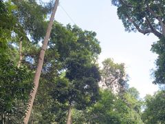 -西双版纳原始森林公园