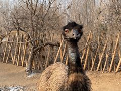 -北京野生动物园