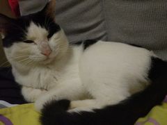 -伟伟宠物医院·CT影像中心·瑞派犬猫综合性门诊(汉口总院)