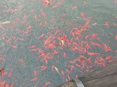 android_upload_pic-苏州香山国际大酒店