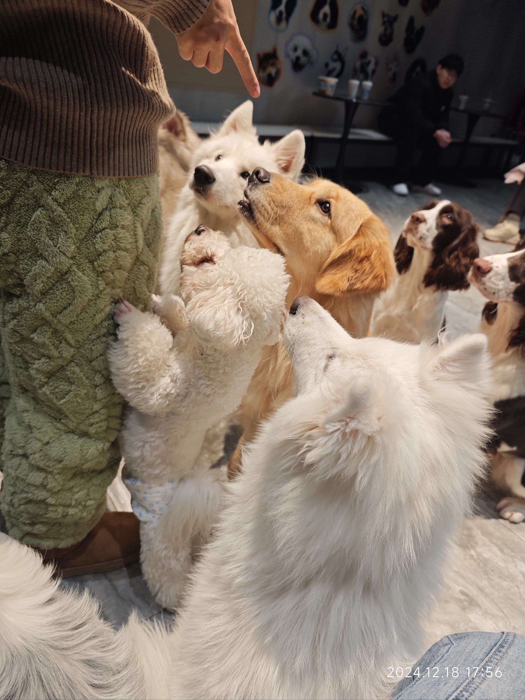 超可爱的一群小狗鸭