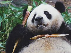 -都江堰中华大熊猫苑