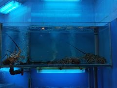 -沙田新强记烧鹅海鲜酒家