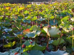 -上海市保健医疗中心