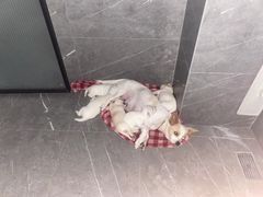 -特一安24小时宠物医院·骨科·中兽医