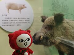 -国家自然博物馆