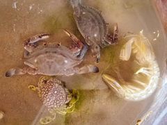 -日照世帆赛基地