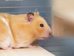 -萌兽医馆·眼科·异宠专科(三里屯店)