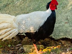 -泉州海丝野生动物世界