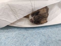 -萌兽医馆·犬猫专科·眼科中心·宠物医院(朝阳门分院)