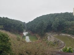 -铁山坪森林公园