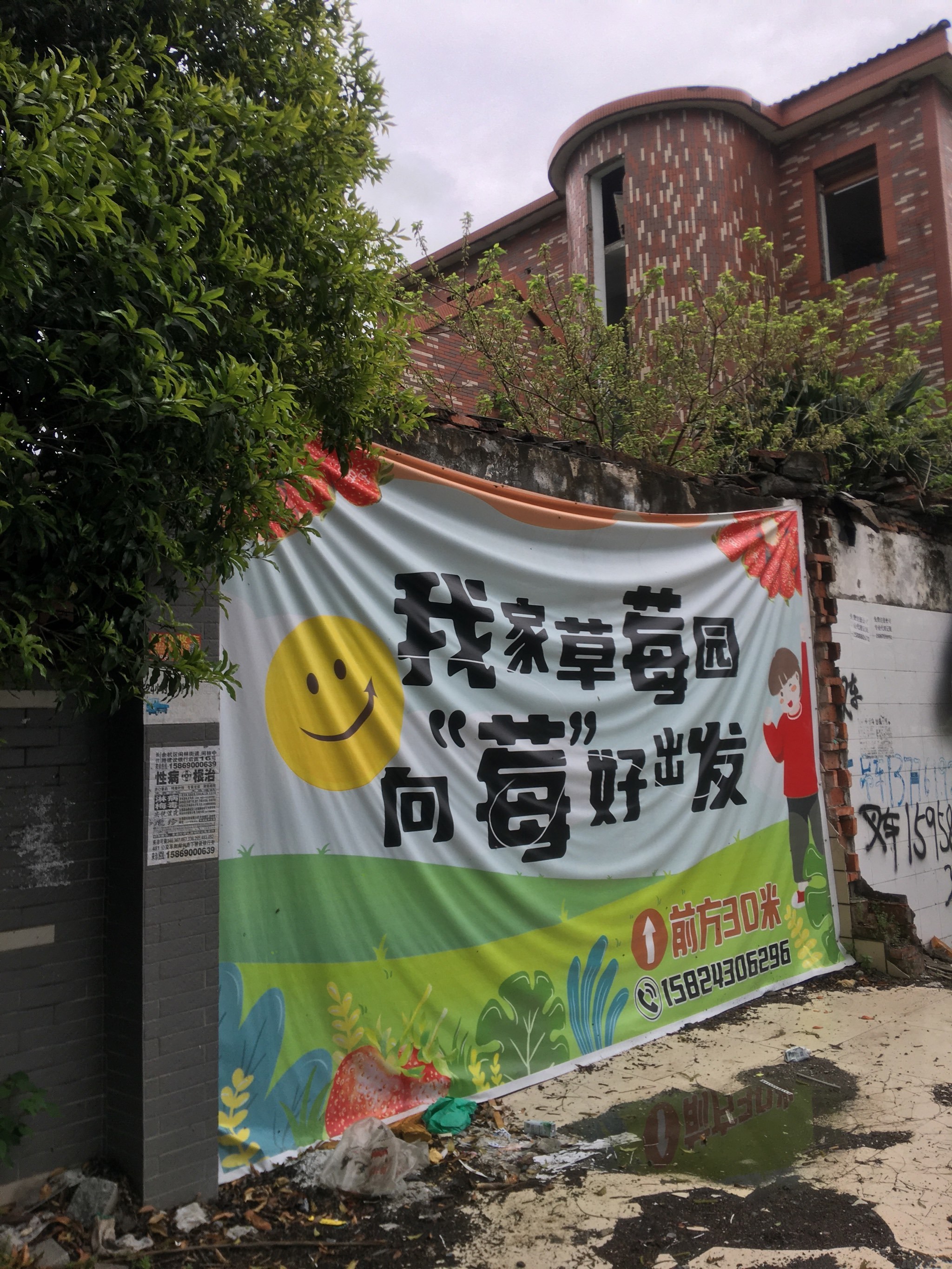 雨天摘草莓新体验