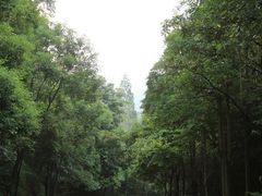 -银瓶嘴森林公园