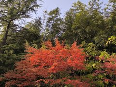 -莲花池公园