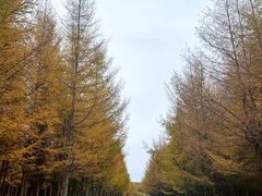 -塞罕坝国家级自然保护区