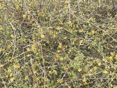 -永定河休闲森林公园