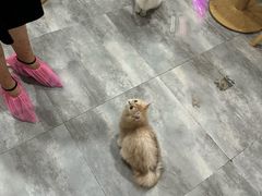 -楼上猫咖(罗湖店)