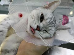 -中农国际动物医院24小时·猫科·骨科·急重症中心