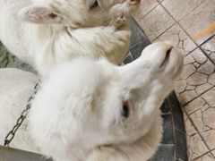-上海大自然野生昆虫馆(东方明珠·爬宠昆虫探索中心)