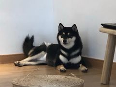 -南京Hallo宠物乐园·哈罗犬舍·柴犬繁育基地