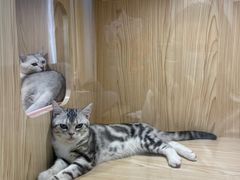 -屋虎猫馆(宝安大仟里店)