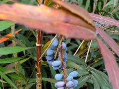 -重庆中央公园(渝北区)