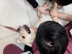 -美联众合动物医院·24h京西诊疗中心
