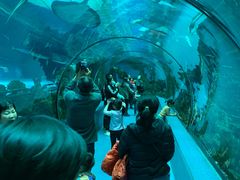 -乐从天佑城海洋馆
