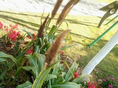 -东莞植物园