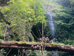 -莫里热带雨林景区