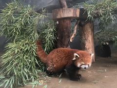 -武汉动物园