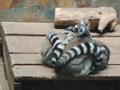 -青藏高原野生动物园