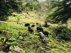 -硗碛藏寨·神木垒景区