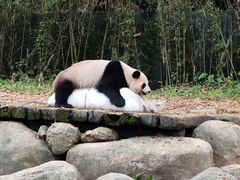 -广州长隆野生动物世界
