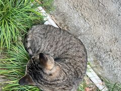 -西园寺素食(西园弄戒幢律寺店)