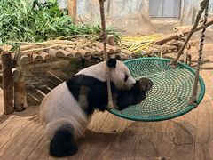 -深圳野生动物园