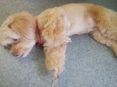 -爱诺耐芙动物医院(万博店)