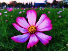 -田园东方蜜桃村的田野营地
