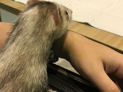 -雨林宠物医院 非犬猫异宠专科