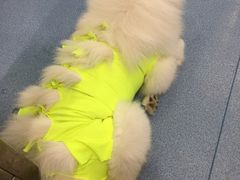 -伟伟宠物医院·CT影像中心·瑞派犬猫综合性门诊(汉口总院)