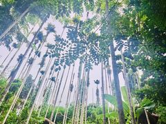 -海南槟榔谷黎苗文化旅游区