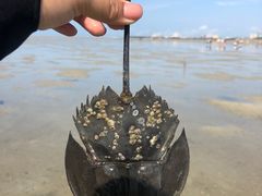 -红树林天天赶海