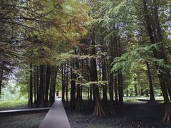 -溱湖国家湿地公园