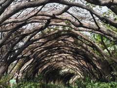 -广西壮族自治区药用植物园