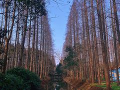 -东平国家森林公园