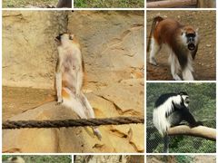 -杭州野生动物世界