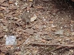 -五营红松林海景区