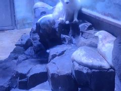 -上海海昌海洋公园
