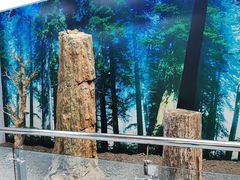 -延庆地质公园博物馆