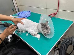 -北京观赏动物医院·24小时大型综合·猫专科·异宠专科